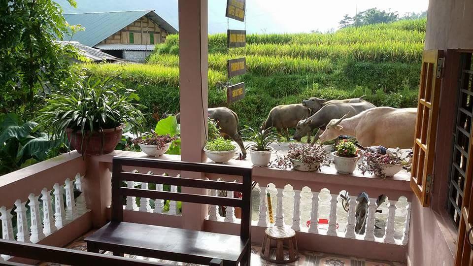 Ta Van Green Hills Homestay Sa Pa Luaran gambar